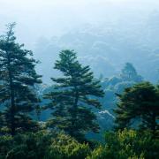 Forêt primitive de Kasugayama