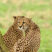 Lumigny Safari Reserve