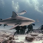 Plongée avec les requins