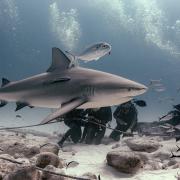 Plongée avec les requins