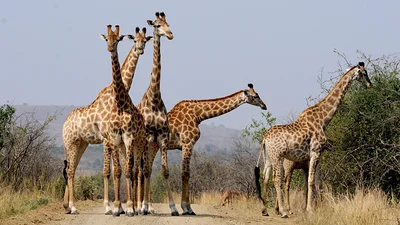 Parc de Hluhluwe