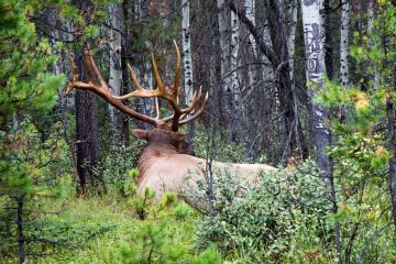 Parc National de Jasper