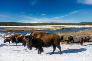 Bisons du Yellowstone