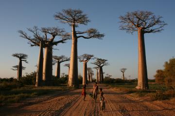 Allée des Baobabs