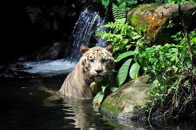 Singapour