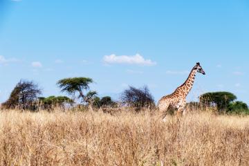 Parc National Ruaha