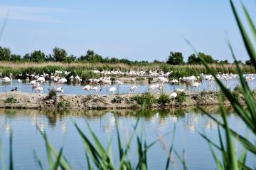 Parc ornithologique de Pont de Gau