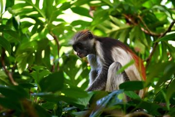 Colobus rouge de la forêt de Jozani