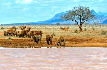 Parc national Tsavo East