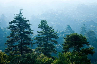 Forêt primitive de Kasugayama