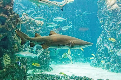 Requin à l'Océanopolis de Brest