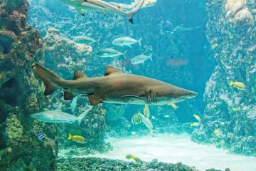 Requin à l'Océanopolis de Brest