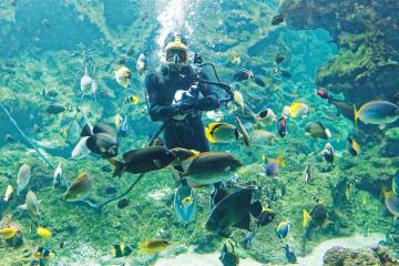 Plongeur à Océanopolis