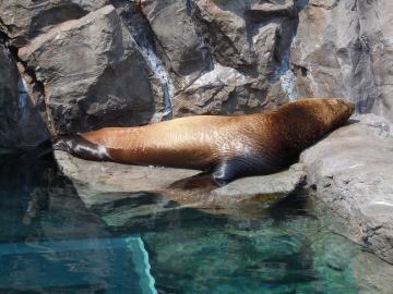 Aquarium de Miyajima