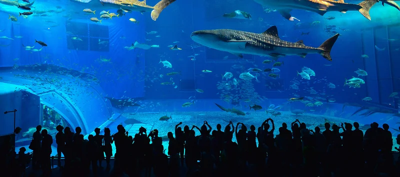 Aquarium de Churaumi — Aquarium Churaumi d'Okinawa (Japon)
