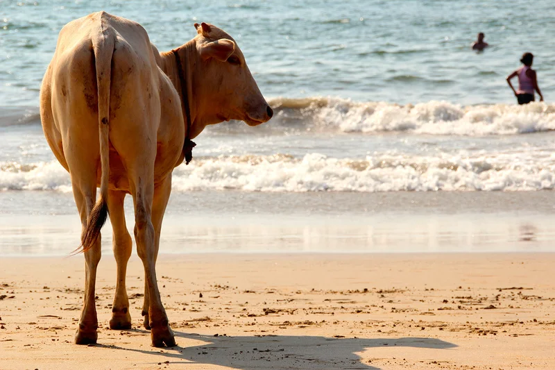 Plage de la région de Goa — Goa Velha (Inde)