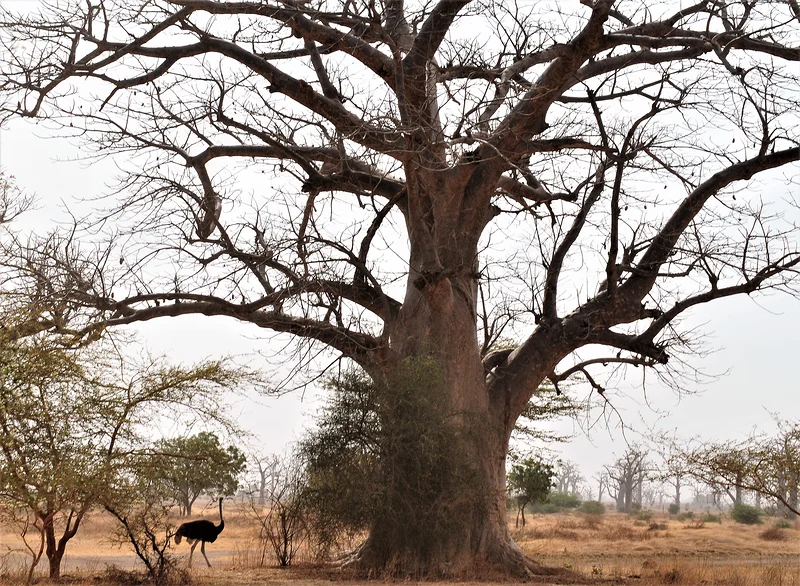 Un baobab (Sénégal)