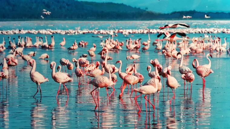 Flamants roses du Lac Nakuru