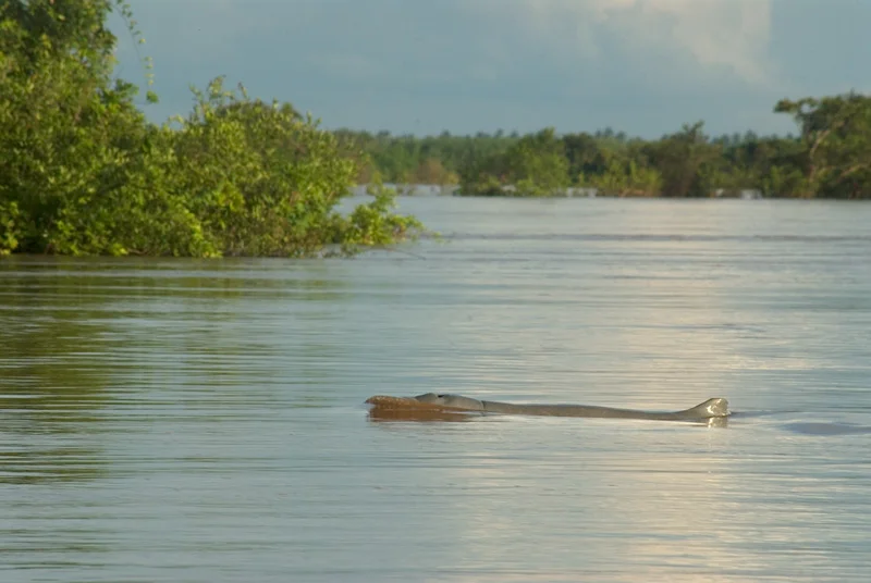 Dauphin d'Irrawaddy (Cambodge)