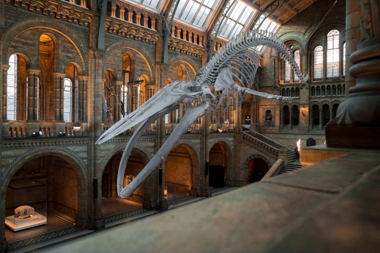London Natural History Museum