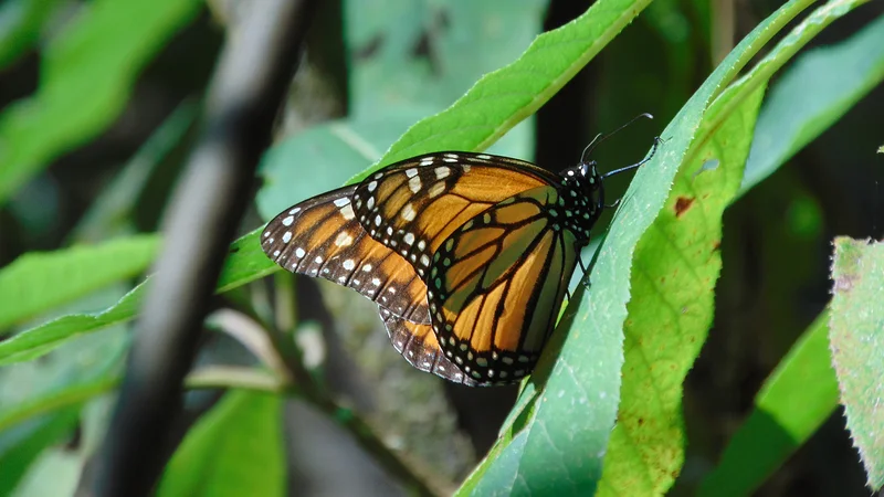 Réserve de biosphère du papillon monarque