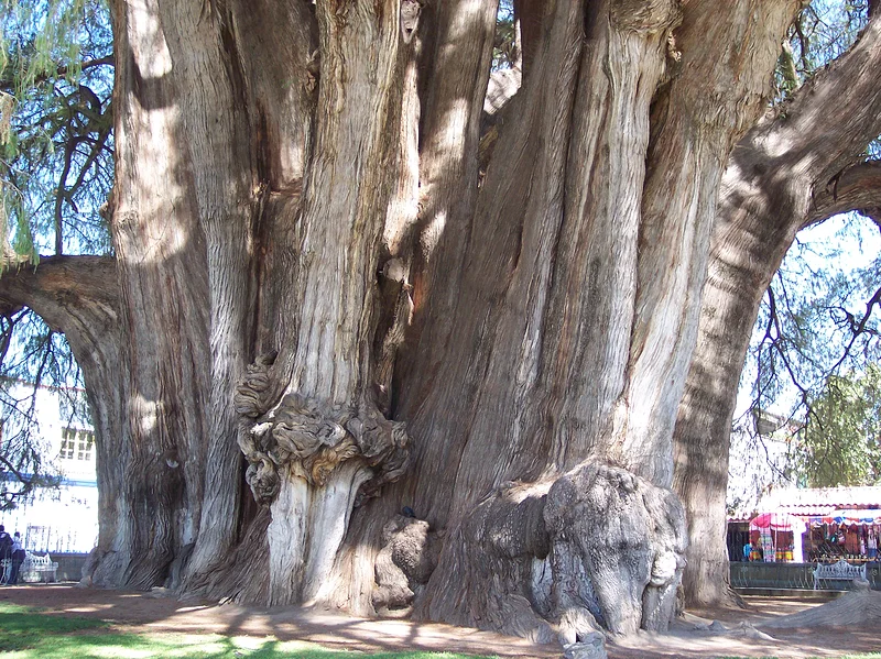 Arbre de Tulé