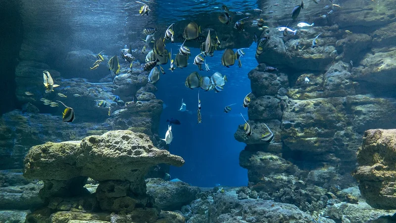 Aquarium de Paris Trocadéro