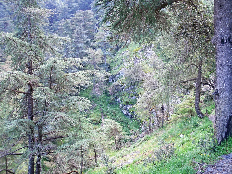 #6 Parc national de Chréa