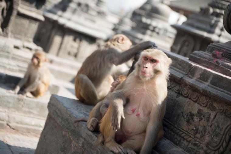 Temple des Singes Swayambhunath