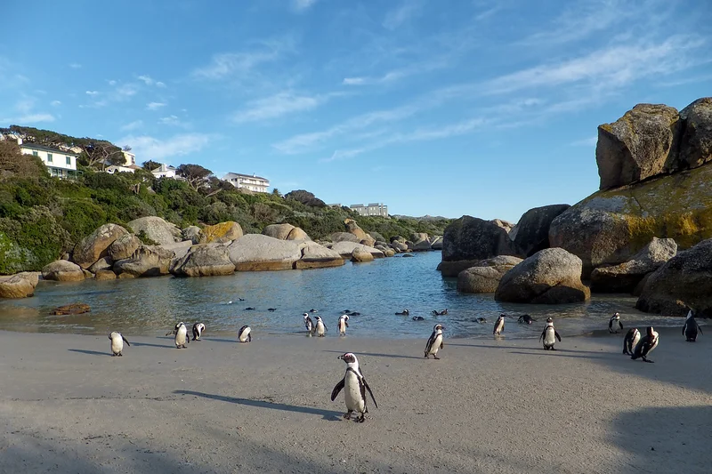Boulders Beach