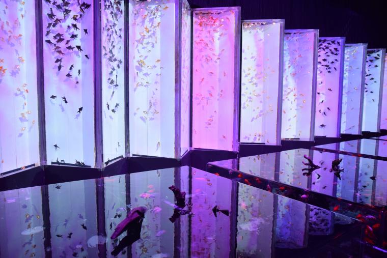 Art Aquarium Museum de Tokyo