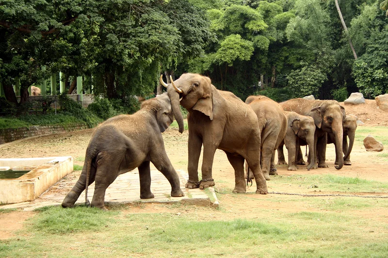 Zoo de Mysore