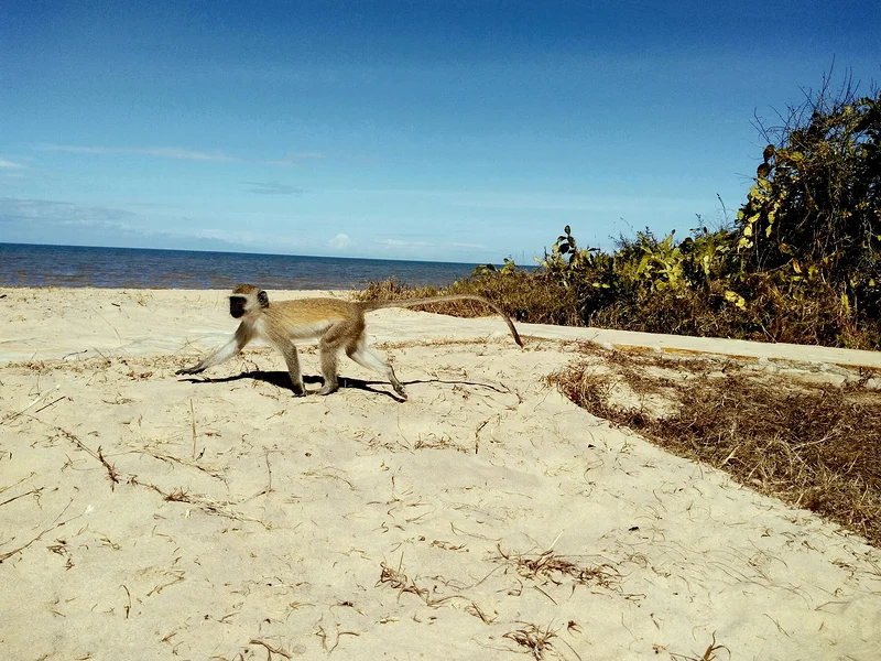 Plage du parc national Saadani — Parc National de Saadani (Tanzanie)