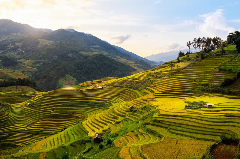Rizières en terrasses de Mù Cang Chải — Rizières en terrasses de Mù Cang Chải (Viêt Nam)