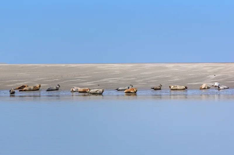 Réserve Naturelle Nationale de la Baie de Somme