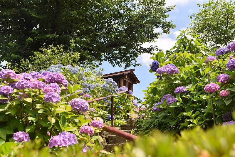 Hakusan Shrine de Bunkyo