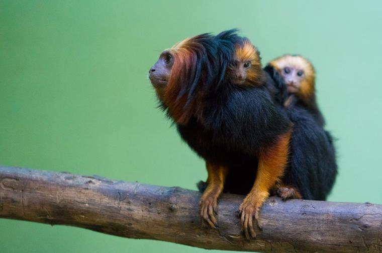 Akumal Monkey Sanctuary