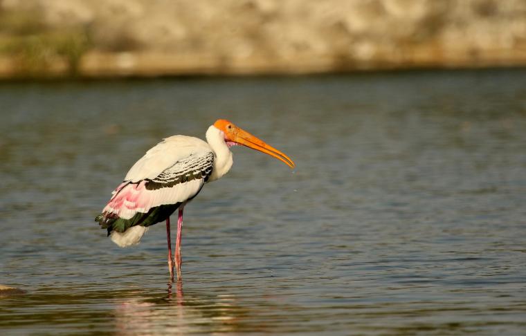 Réserve ornithologique de Ranganathittu