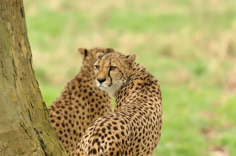 Lumigny Safari Reserve