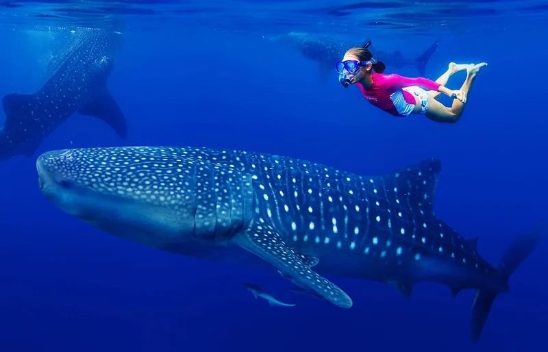 Plongée avec les requins baleines depuis Playa del Carmen — Plongée avec les requins (Mexique)