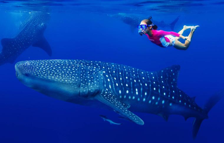Plongée avec les requins baleines depuis Playa del Carmen