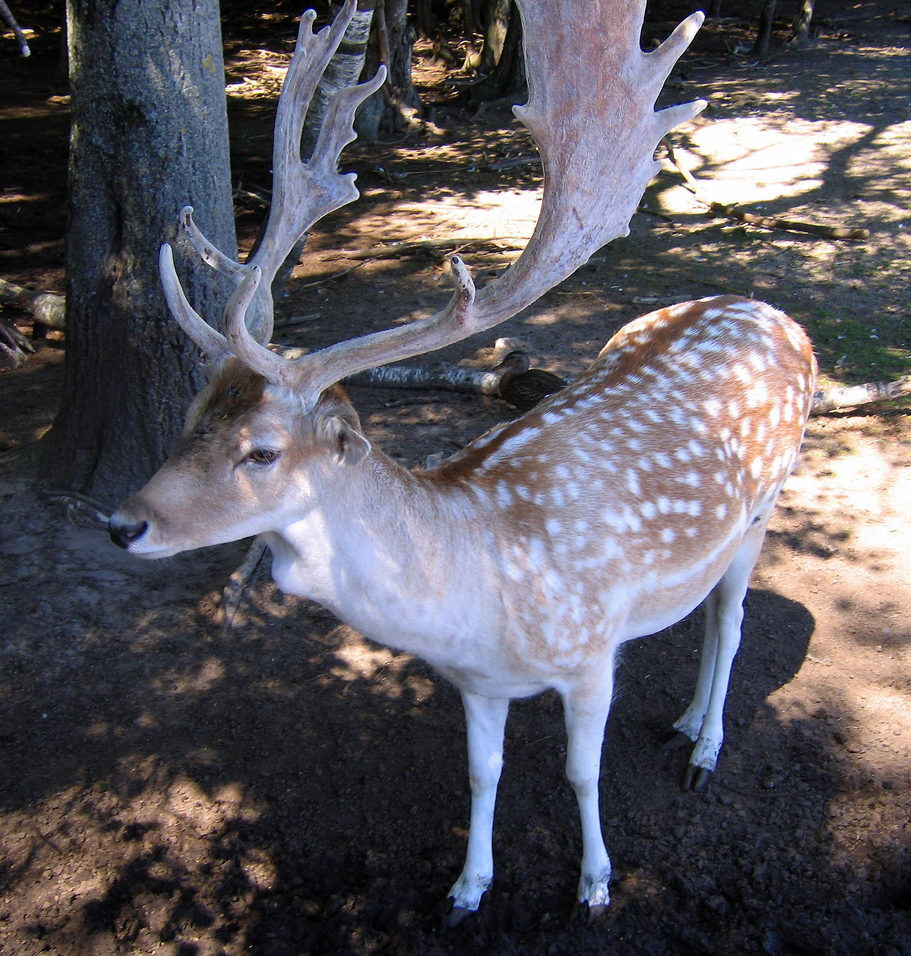 Ferme animalière d'Oaklawn — Oaklawn Farm Zoo (Canada)