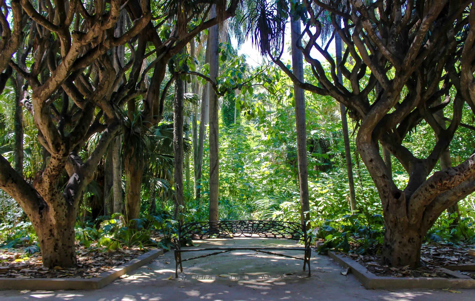 Jardin d'Essai Jardin d'Essai — Jardin d'essai (El-Hamma) (Algérie)