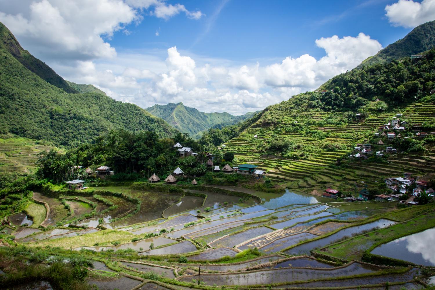 Rizières den terrasses de Banaue