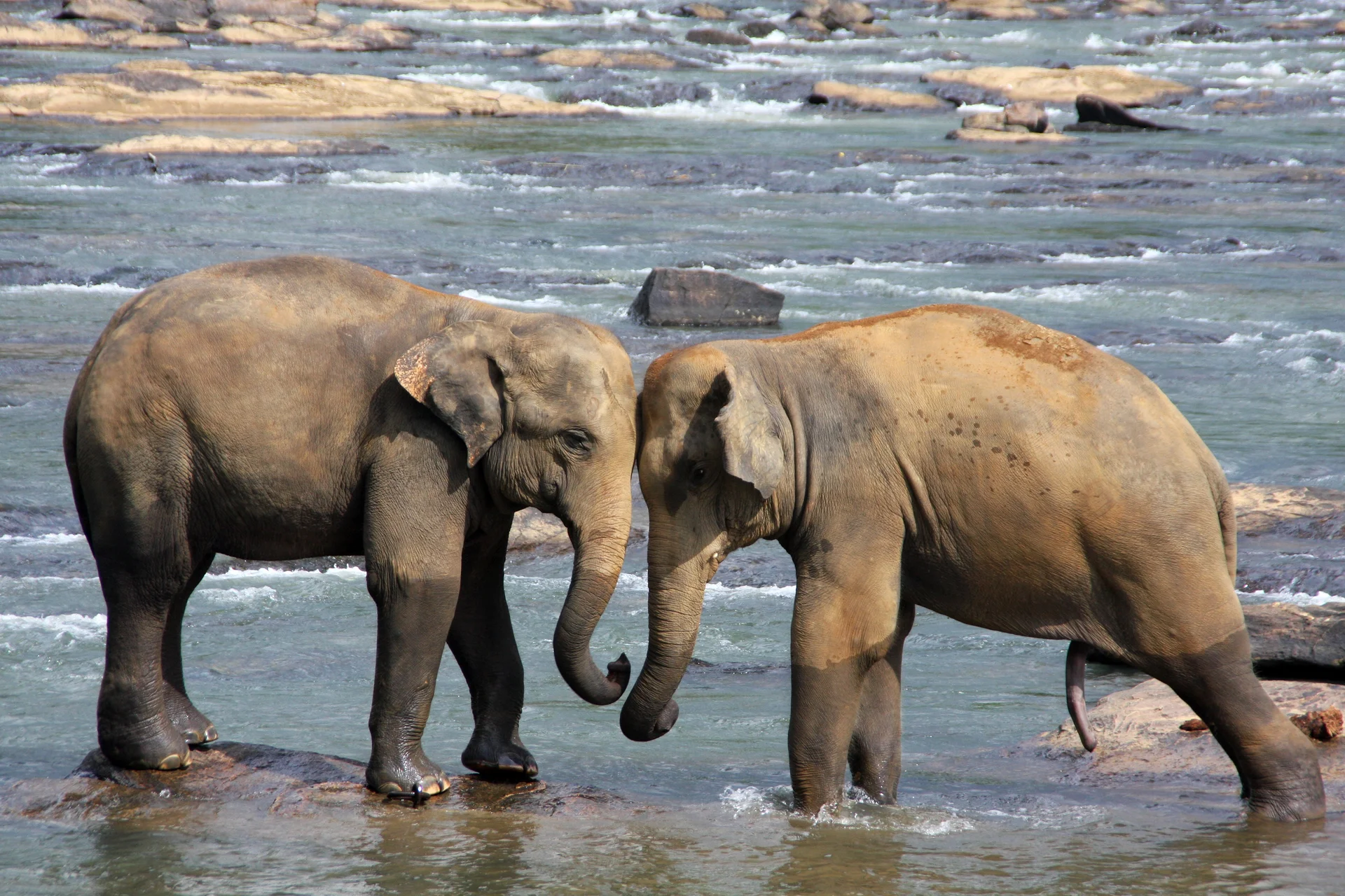 2 éléphants 2 éléphants (Sri Lanka)