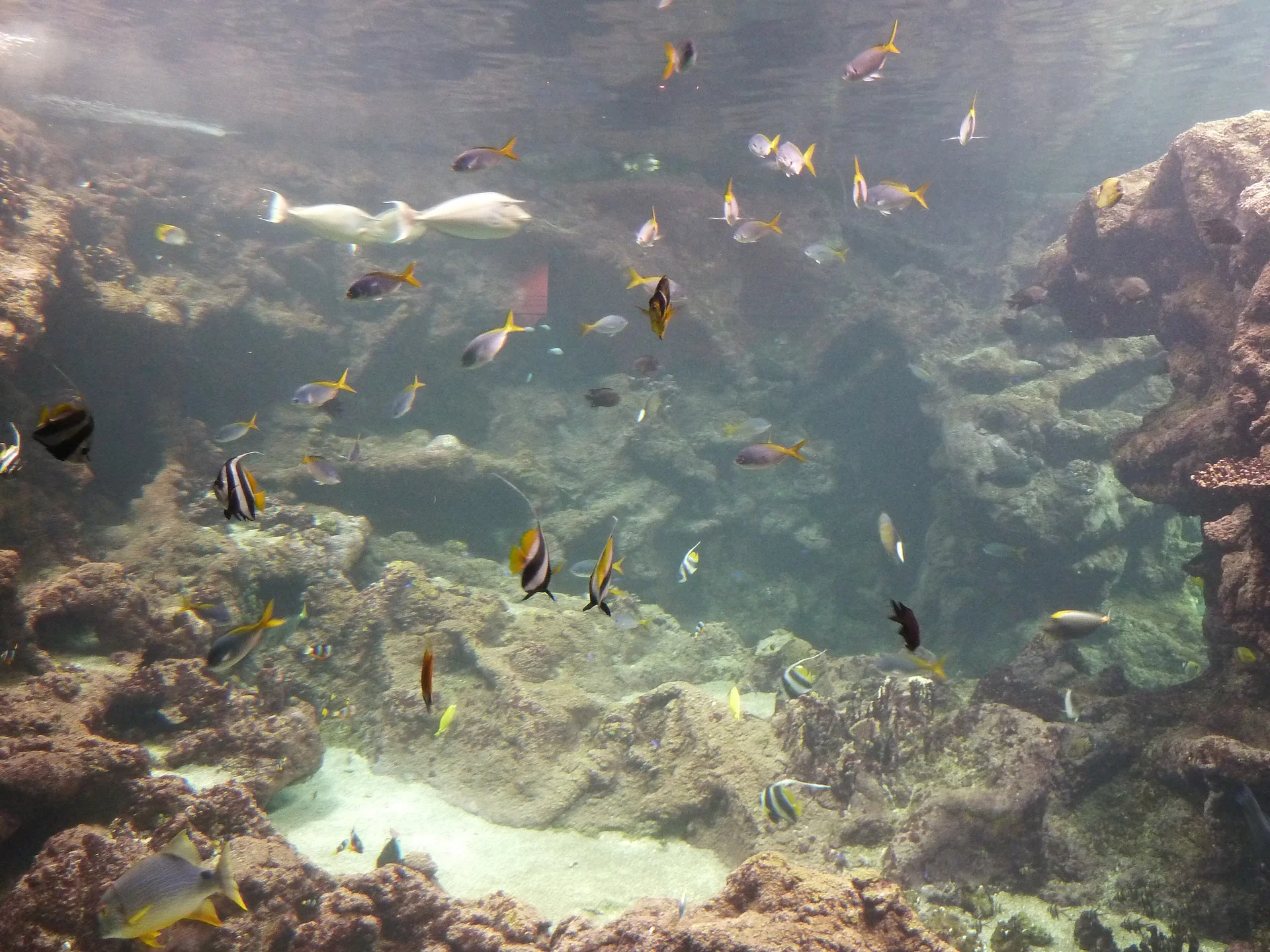 Oceanopolis à Brest