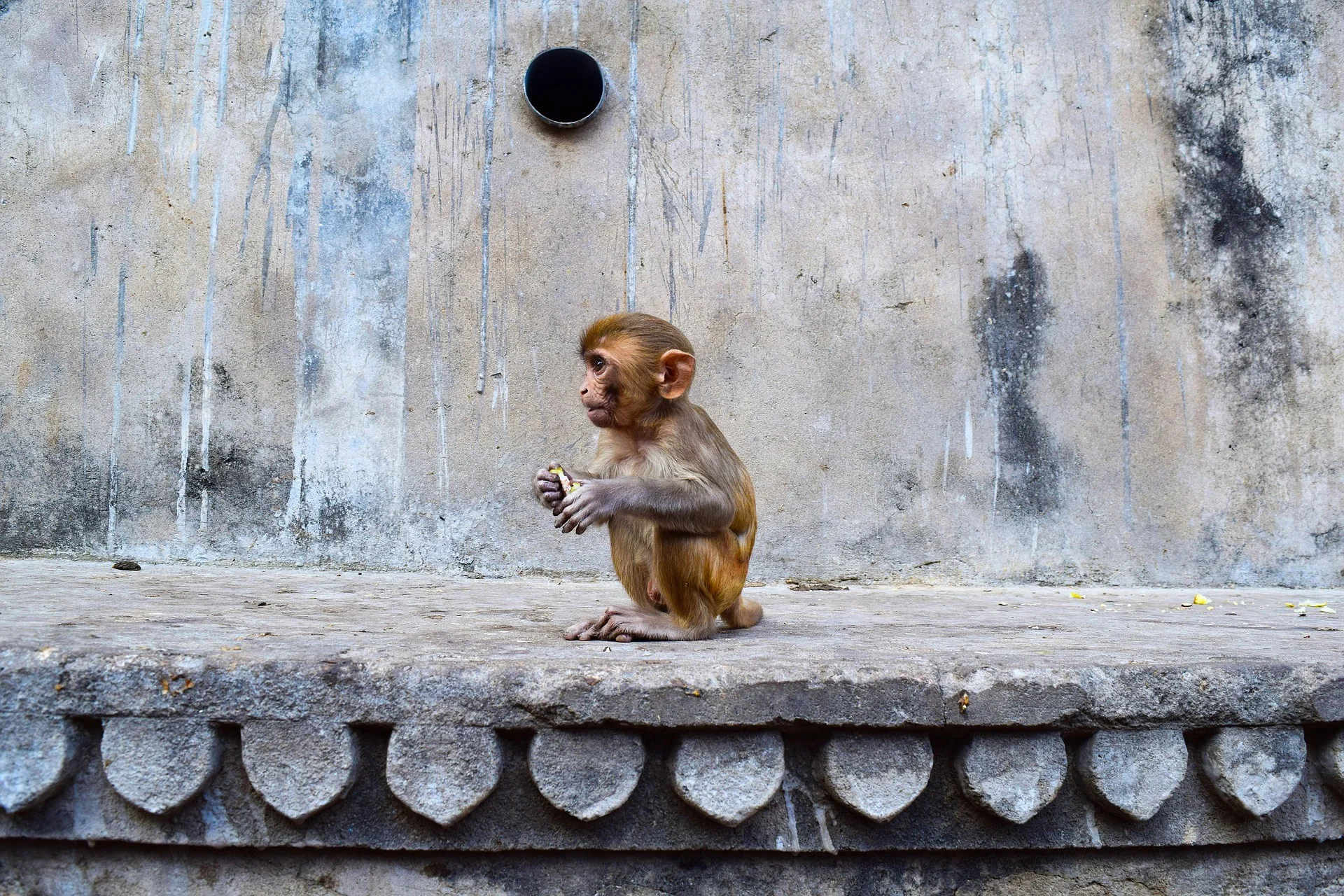 Temple des Singes Temple des Singes — Palais Galta-Monkey (Inde)