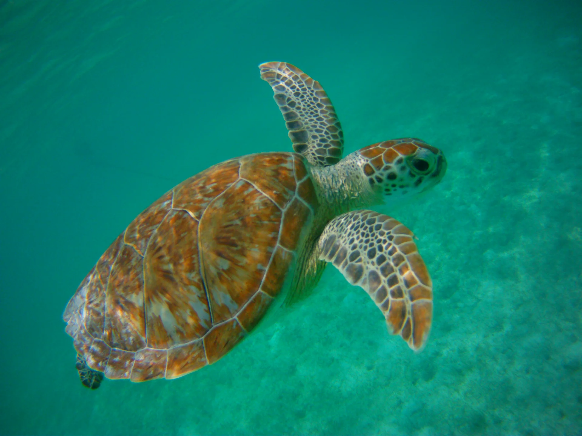 Tortue à Akumal