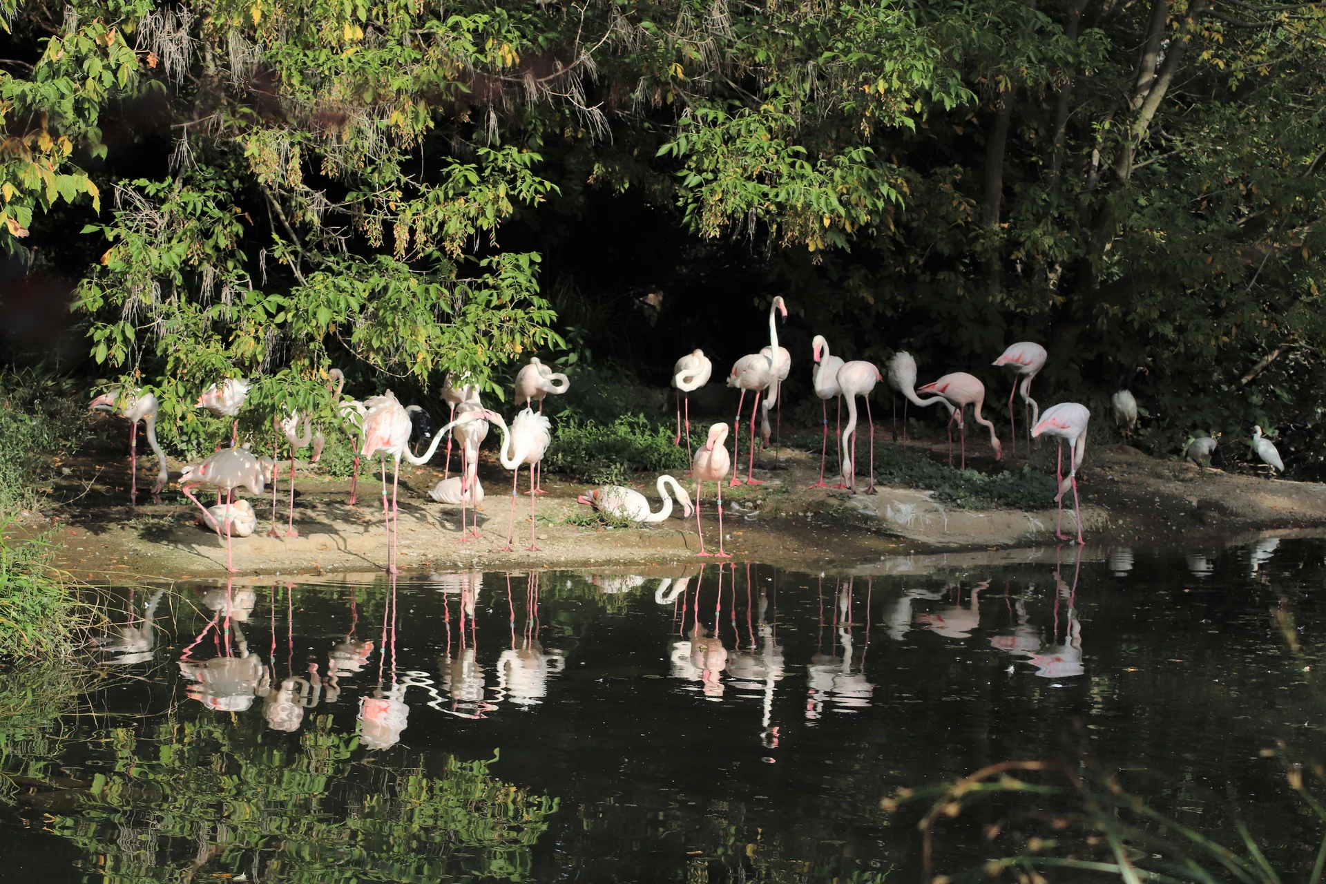 Zoo de Lyon — Zoo de Lyon (France)