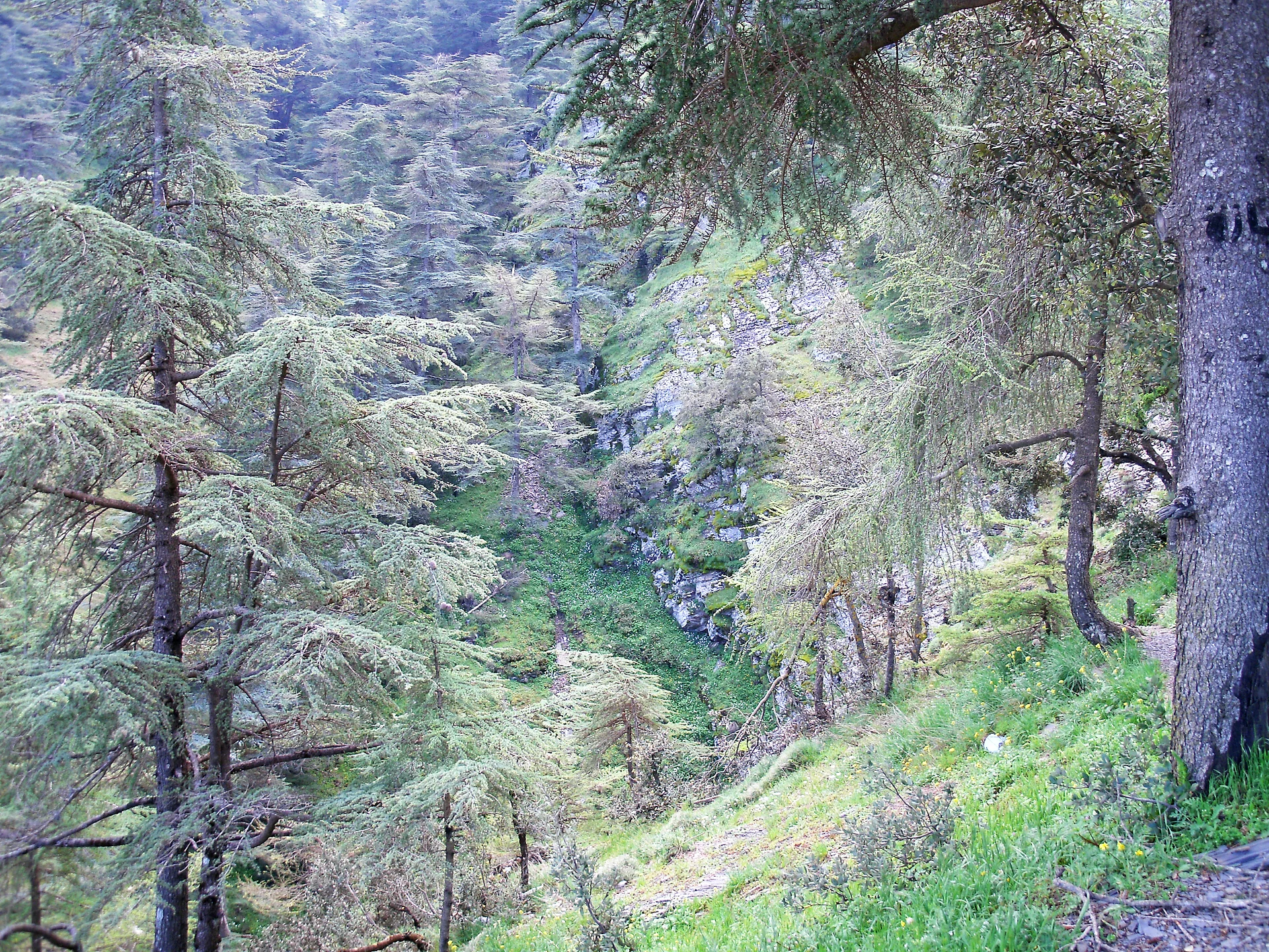 Parc National de Chrea Parc National de Chrea — Parc national de Chréa (Algérie)
